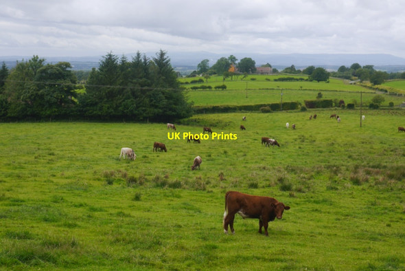 Photo 6"x4" Cattle, Hill End Hill End\/NT0395 c2020