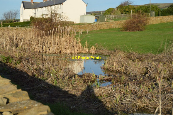 Photo 6"x4" Pond by Burton Rd Abbotsbury\/SY5785 c2019