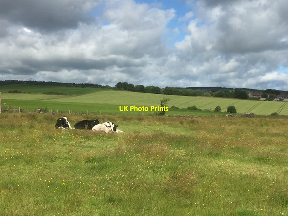 Photo 6"x4" Cattle near Kelty Cowdenbeath c2020