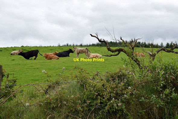 Photo 6"x4" Cattle, Gortfinbar Sixmilecross c2020