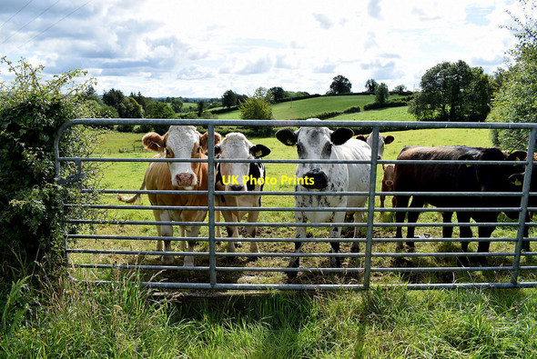 Photo 6"x4" Cattle behind a gate, Deer Park (Clarke) Omagh c2020