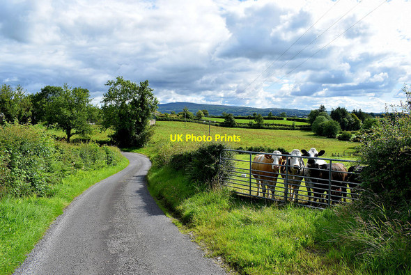 Photo 6"x4" Gate and cattle along Rosemary Road Omagh c2020