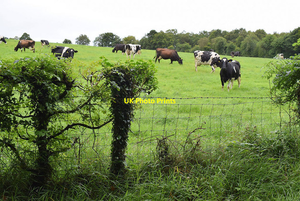 Photo 6"x4" Cattle grazing, Cavanacaw Upper Omagh c2020