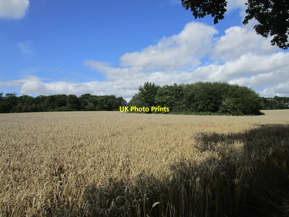 Photo 6"x4" Wheat field and trees around a pond Hoar Cross c2019