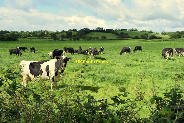 Photo 6"x4" Cattle in field, Kiltamnagh Fintona c2020
