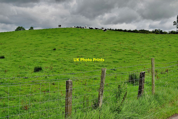 Photo 6"x4" Cattle on the brow of a hill, Blackfort Fintona c2020