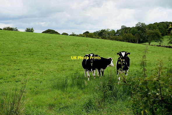 Photo 6"x4" Cattle, Blackfort Fintona c2020