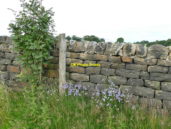 Photo 6"x4" Rowan and harebells by a bridleway Guiseley c2020