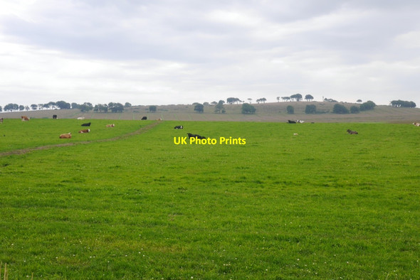 Photo 6"x4" Cattle and Change Hill Affleck\/NJ8623 c2020