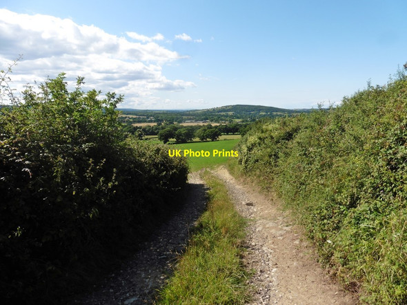Photo 6"x4" Bridleway to Wood Farm East Chelborough c2020