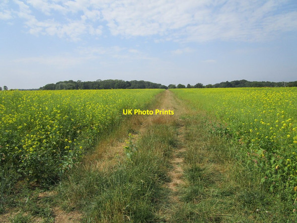 Photo 6"x4" Bridleway through a field of mustard Deene c2020