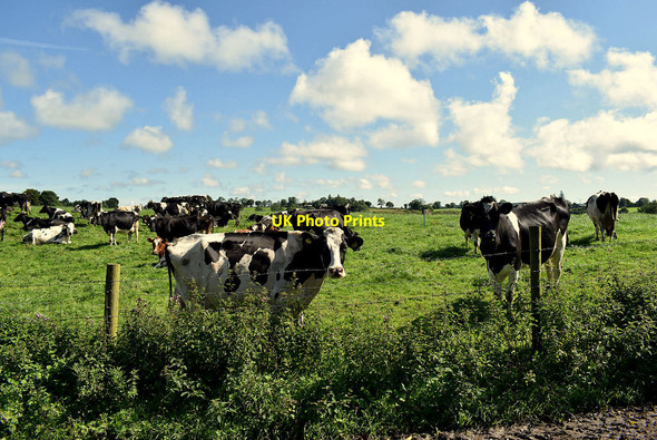 Photo 6"x4" Cattle, Lisnahanna Trillick c2020
