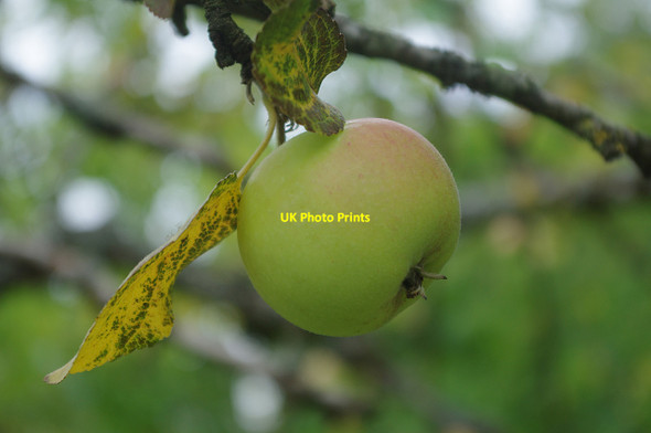 Photo 6"x4" The orchard, Upton House Edgehill\/SP3747 c2020