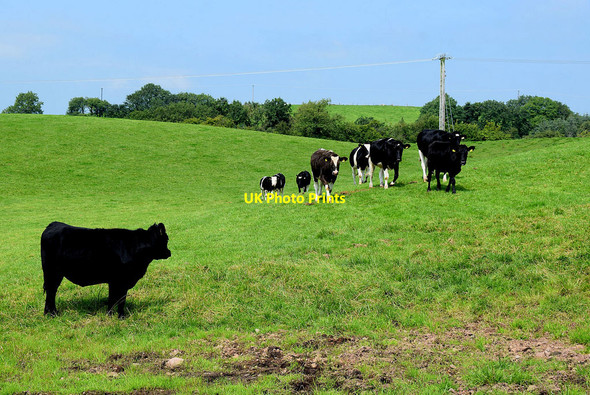 Photo 6"x4" Cattle, Beagh Omagh c2020