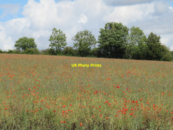 Photo 6"x4" Poppies in a field, near Enstone Church Enstone c2020