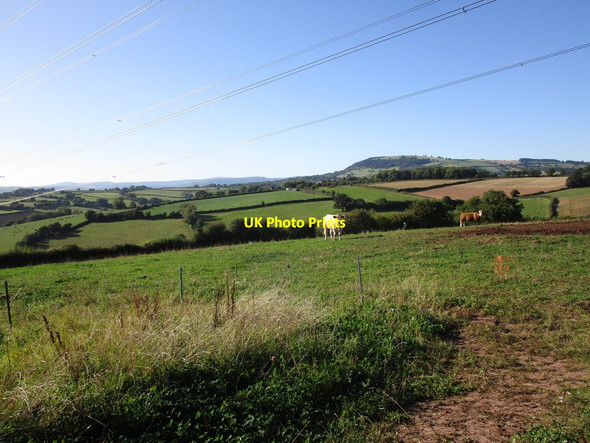 Photo 6"x4" Cattle near Green Dyffryn Farm Newcastle\/SO4417 c2019