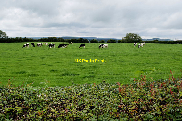 Photo 6"x4" Cattle in a field, Castletoodry Coleraine c2020