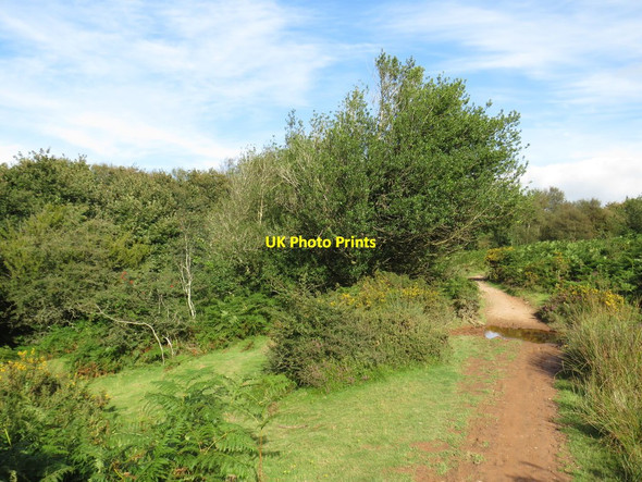 Photo 6"x4" Path on the Quantock Hills, near Crowcombe Friarn c2020