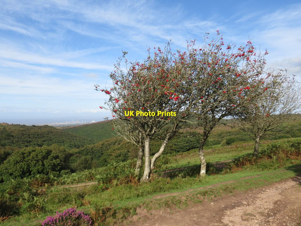Photo 6"x4" Red berries and purple heather, Quantock Hills Crowcombe c2020