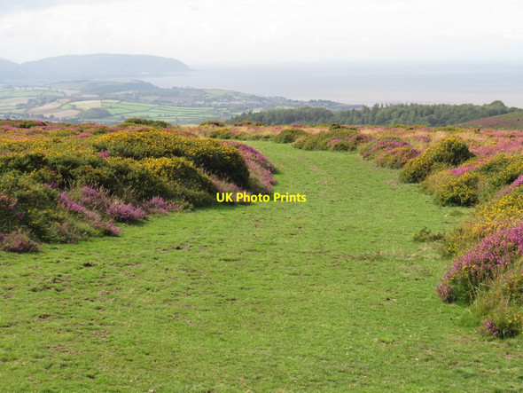 Photo 6"x4" Path on the Quantock Hills, near Bicknoller Weacombe c2020
