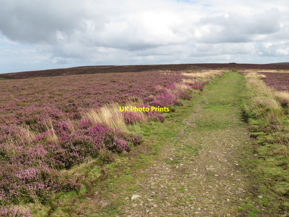 Photo 6"x4" Path on the Quantock Hills, near Bicknoller Weacombe c2020