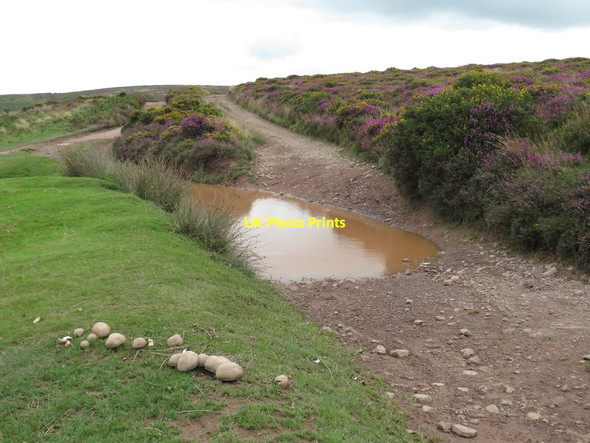 Photo 6"x4" Fungi on the Quantock Hills near Bicknoller Weacombe c2020