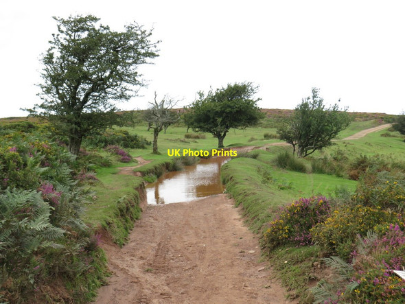 Photo 6"x4" Path on the Quantock Hills, near Bicknoller Bicknoller c2020