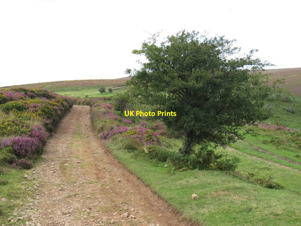 Photo 6"x4" Macmillan Way West near Bicknoller Bicknoller c2020