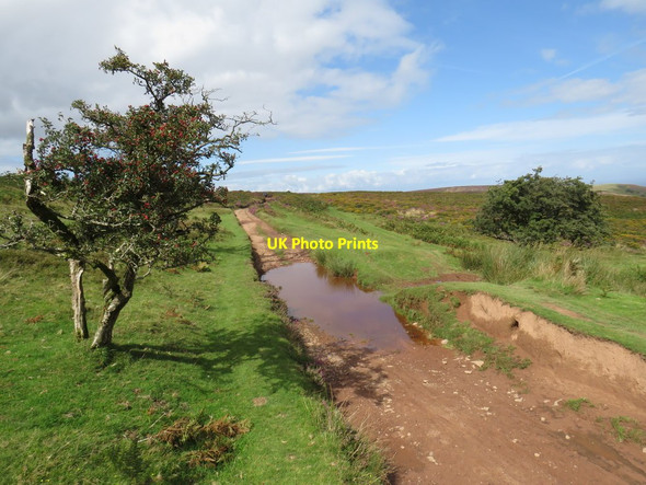 Photo 6"x4" Macmillan Way West near Bicknoller Halsway c2020