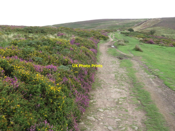 Photo 6"x4" Track on the Quantock Hills near Bicknoller Halsway c2020