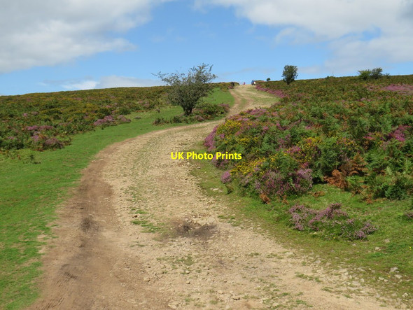Photo 6"x4" Track near Crowcombe Crowcombe c2020
