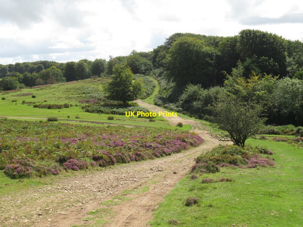 Photo 6"x4" Track near Crowcombe Crowcombe c2020 P1