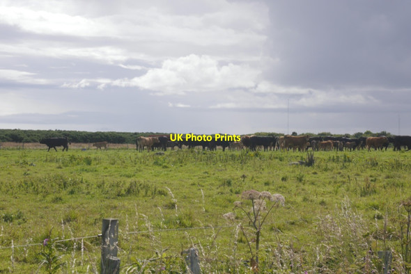 Photo 6"x4" Cattle beside the Formartine and Buchan Way Rathen c2020
