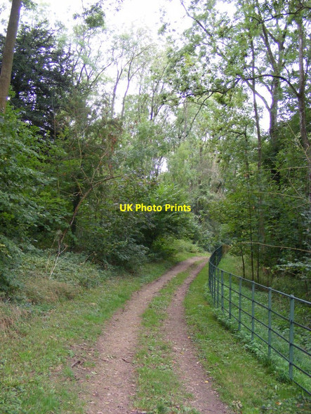 Photo 6"x4" Bridleway through Sarsden Woods Sarsden c2020