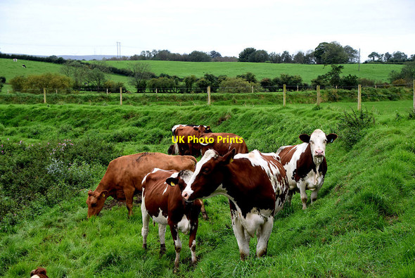 Photo 6"x4" Cattle, Lisnagirr Mountjoy\/H4277 c2020