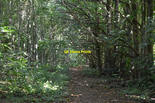 Photo 6"x4" Bridleway, East Malling Heath East Malling Heath c2019