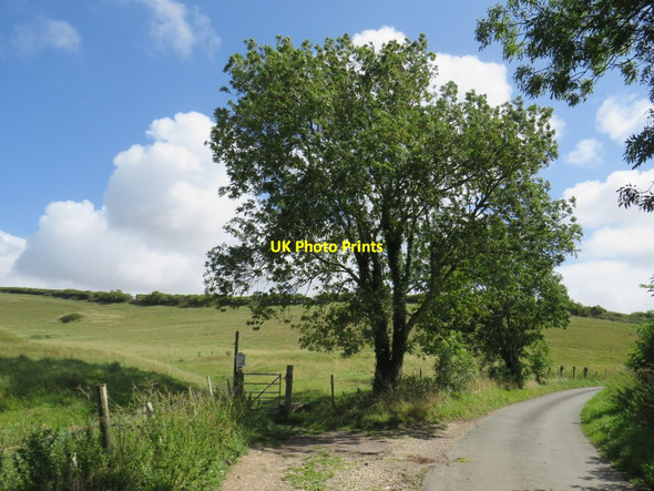 Photo 6"x4" Country lane near Dorchester Dorchester\/SY6890 c2020