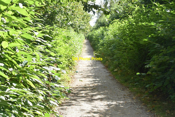 Photo 6"x4" Byway Oaken Wood Barming Heath c2019