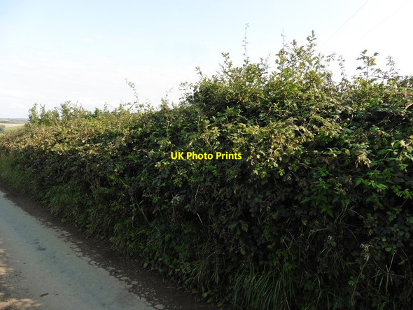 Photo 6"x4" Overgrown Trig Point, near Heale Farm Bideford c2020
