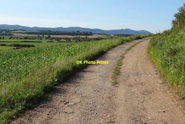 Photo 6"x4" Track and bridleway above Longdon Marsh Longdon\/SO8336 c2020