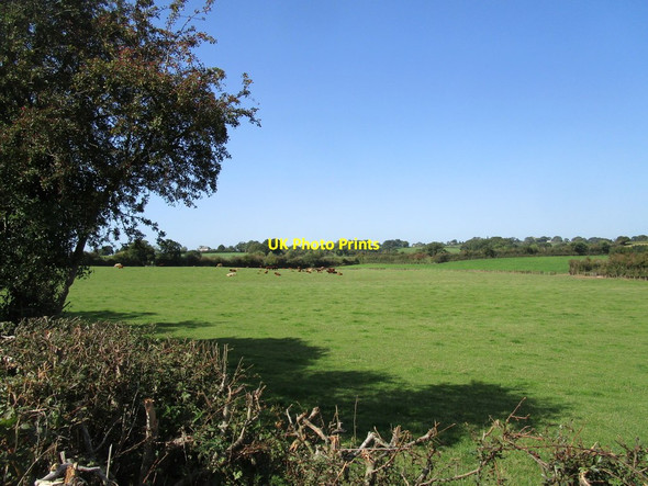 Photo 6"x4" Grass field with grazing cattle Coed-y-fedw c2020