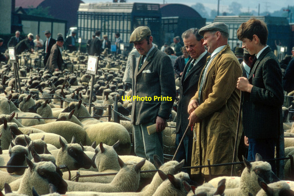 Photo 6"x4" Craven Arms Livestock Market 1971 Craven Arms c1971