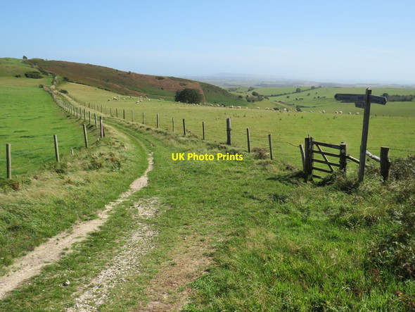 Photo 6"x4" South Dorset Ridgeway near Dorchester Coryates c2020
