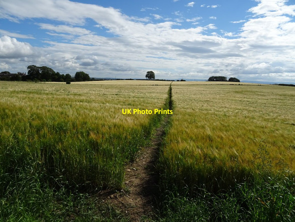 Photo 6"x4" Bridleway through crop field, Tunstall  East Appleton c2020