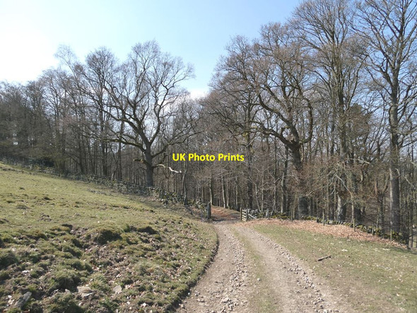 Photo 6"x4" Byway from Elrington to Langley Castle Langley\/NY8261 c2021
