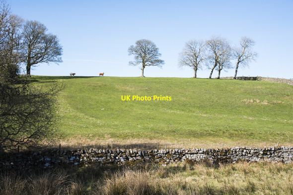 Photo 6"x4" Cattle and trees on skyline Bowbank\/NY9423 c2021