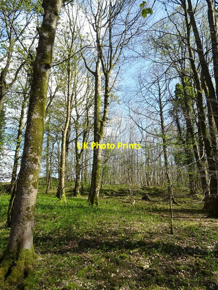 Photo 6"x4" Quarry Wood Dalton\/SD5476 c2021