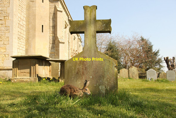 Photo 6"x4" Churchyard hare Woodhall Spa c2021