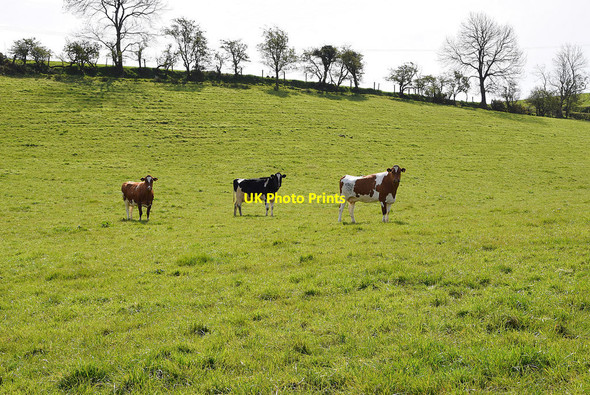 Photo 6"x4" Cattle, Dunwish Mountjoy\/H4277 c2021