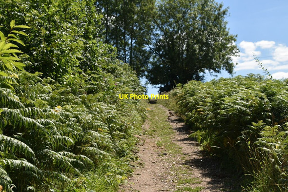 Photo 6"x4" Bridleway through bracken Birchgrove\/TQ4029 c2020